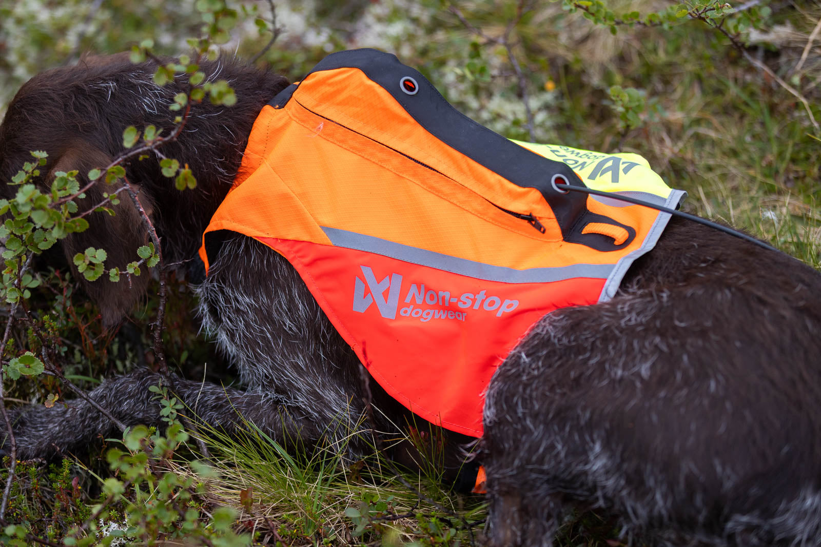 non-stop-dogwear-protector-vest-gps-2-0-schutzhundeweste image 5