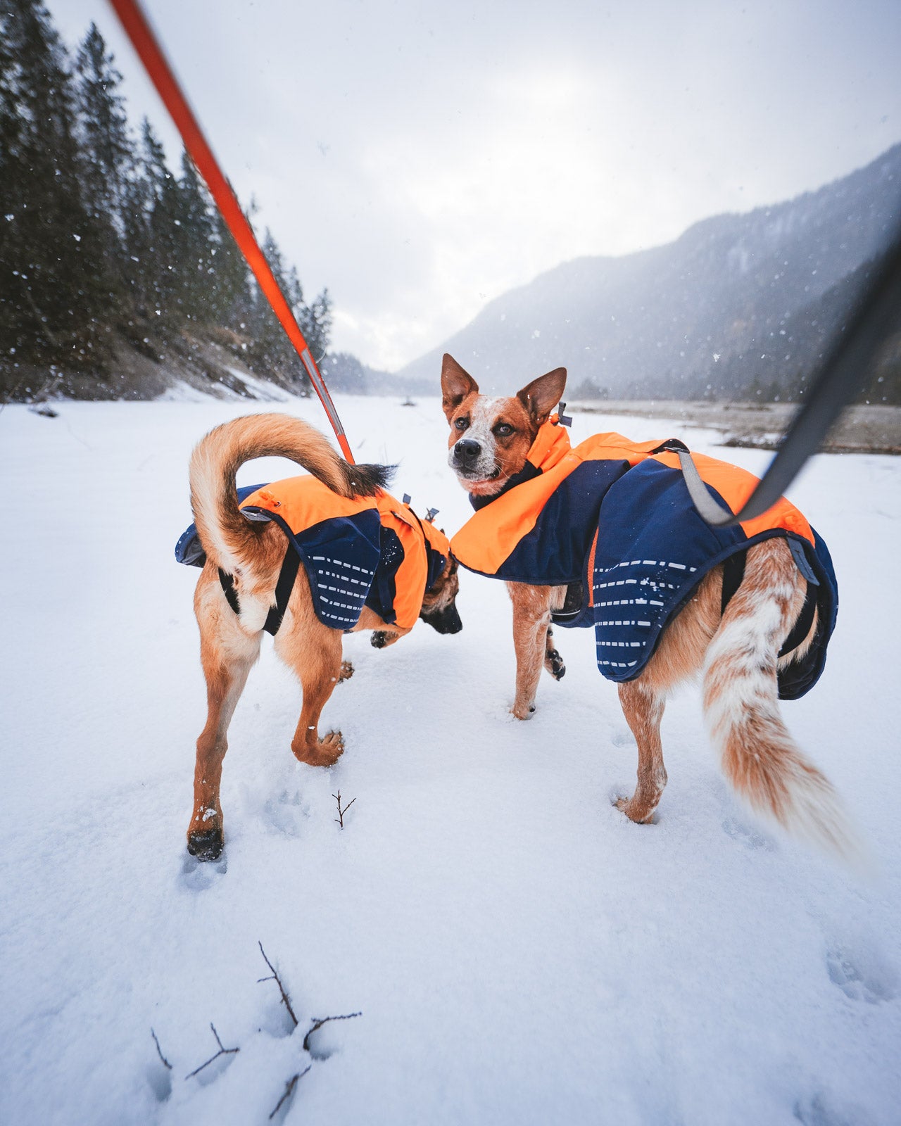 non-stop-dogwear-glacier-jacket-isolierte-hundejacke image 5