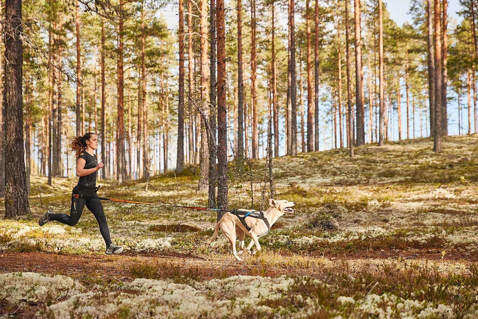 non-stop-dogwear-canix-belt-canicross-laufgurt image 5