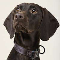 william-walker-jacquard-nylon-hundehalsband-earth-braun image 7