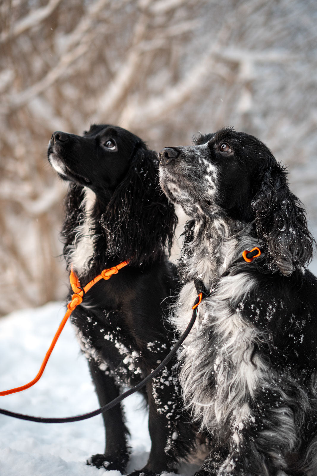 non-stop-dogwear-retriever-leine image 4