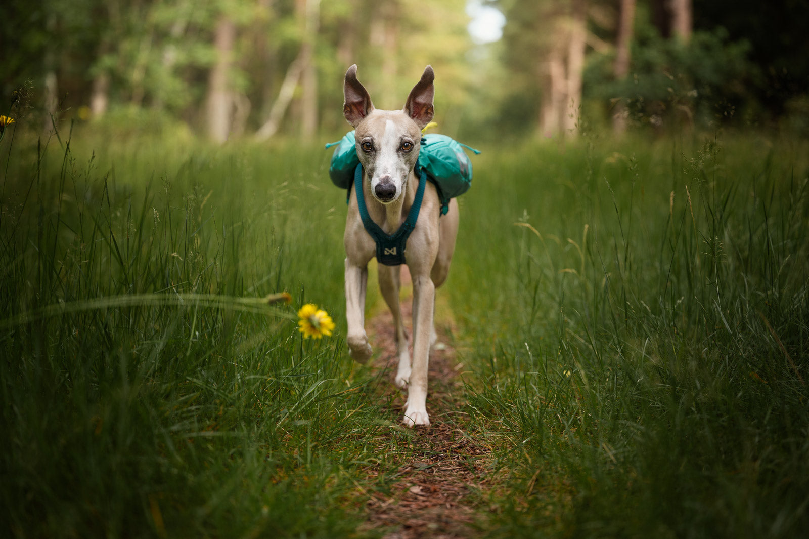 non-stop-dogwear-trail-light-dog-backpack-leichter-hunderucksack image 3