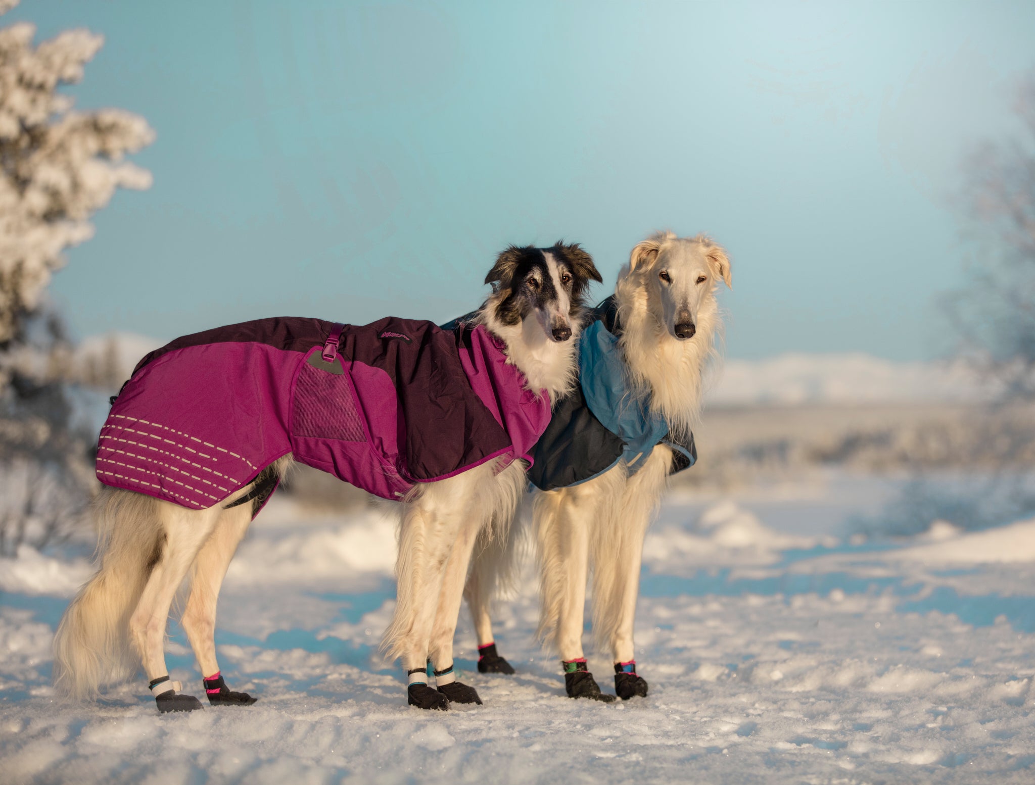 non-stop-dogwear-glacier-jacket-isolierte-hundejacke image 6