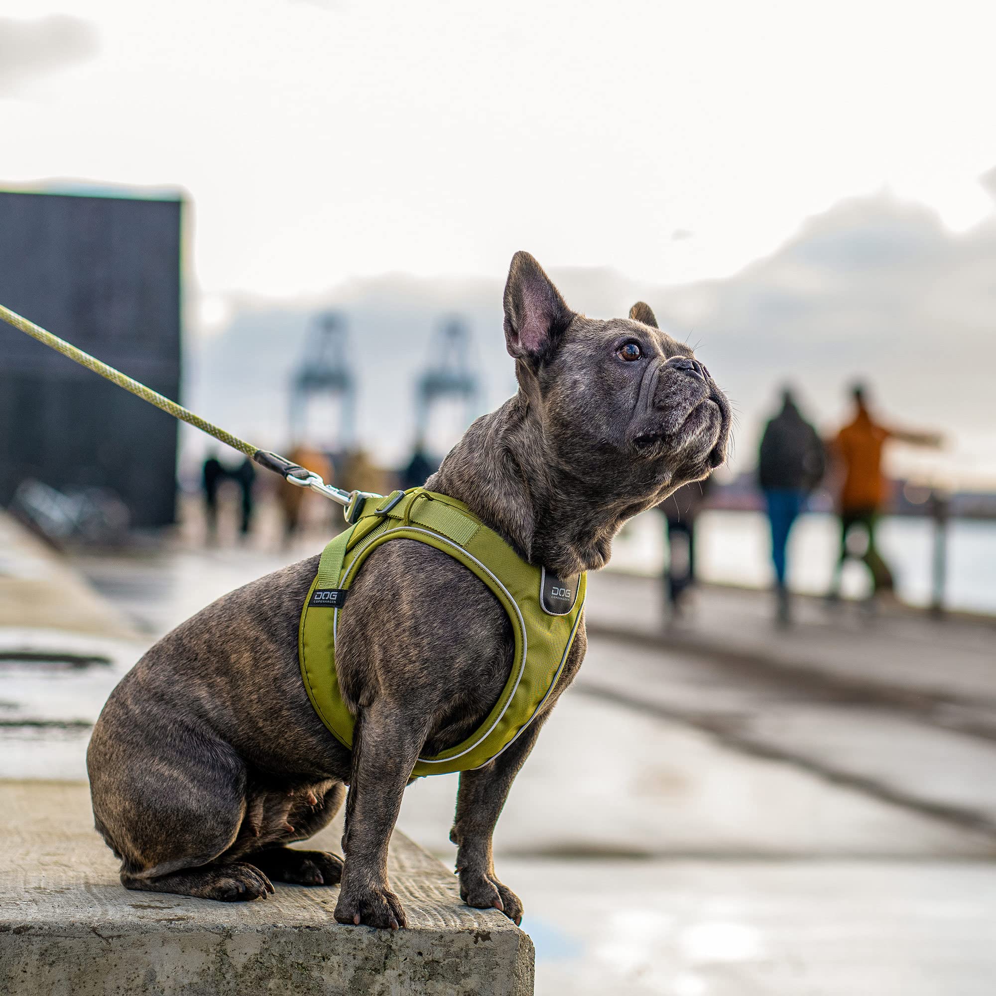 dog-copenhagen-comfort-walk-go-hundegeschirr-lemon-xs-38-45-cm image 5