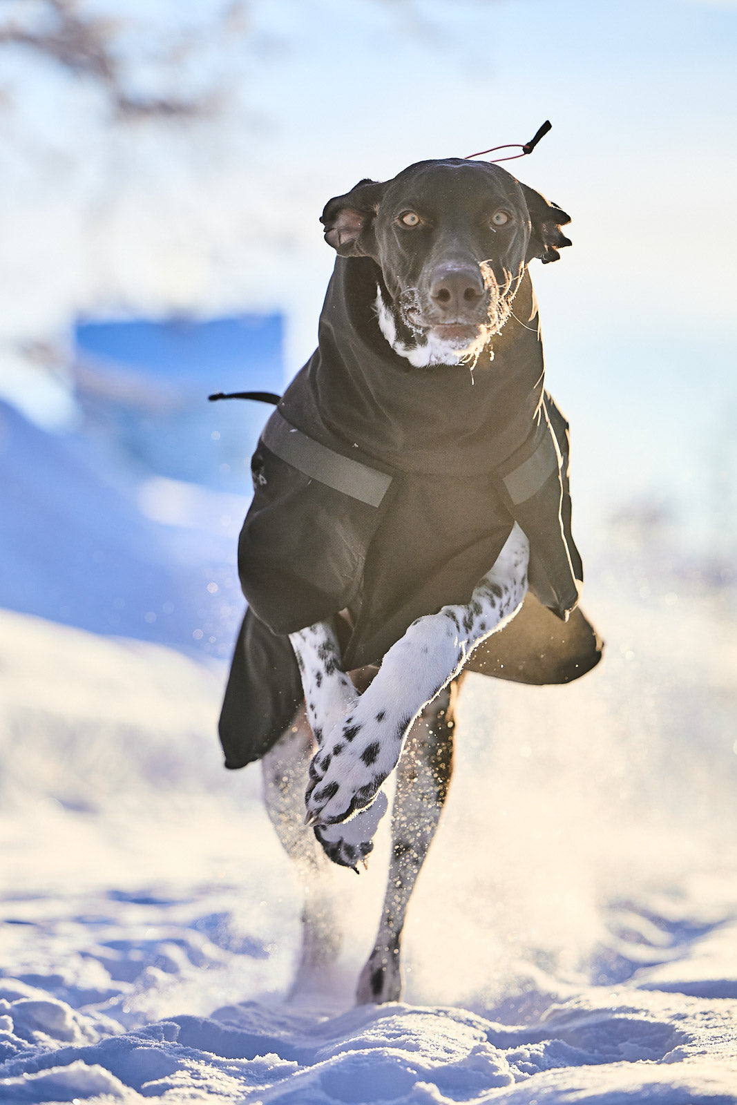 non-stop-dogwear-trekking-insulated-dog-jacket-hundejacke image 2