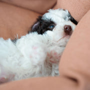 cloud7-lttl-snoozy-hundebett-leinen-mix-dusty-rose image 7