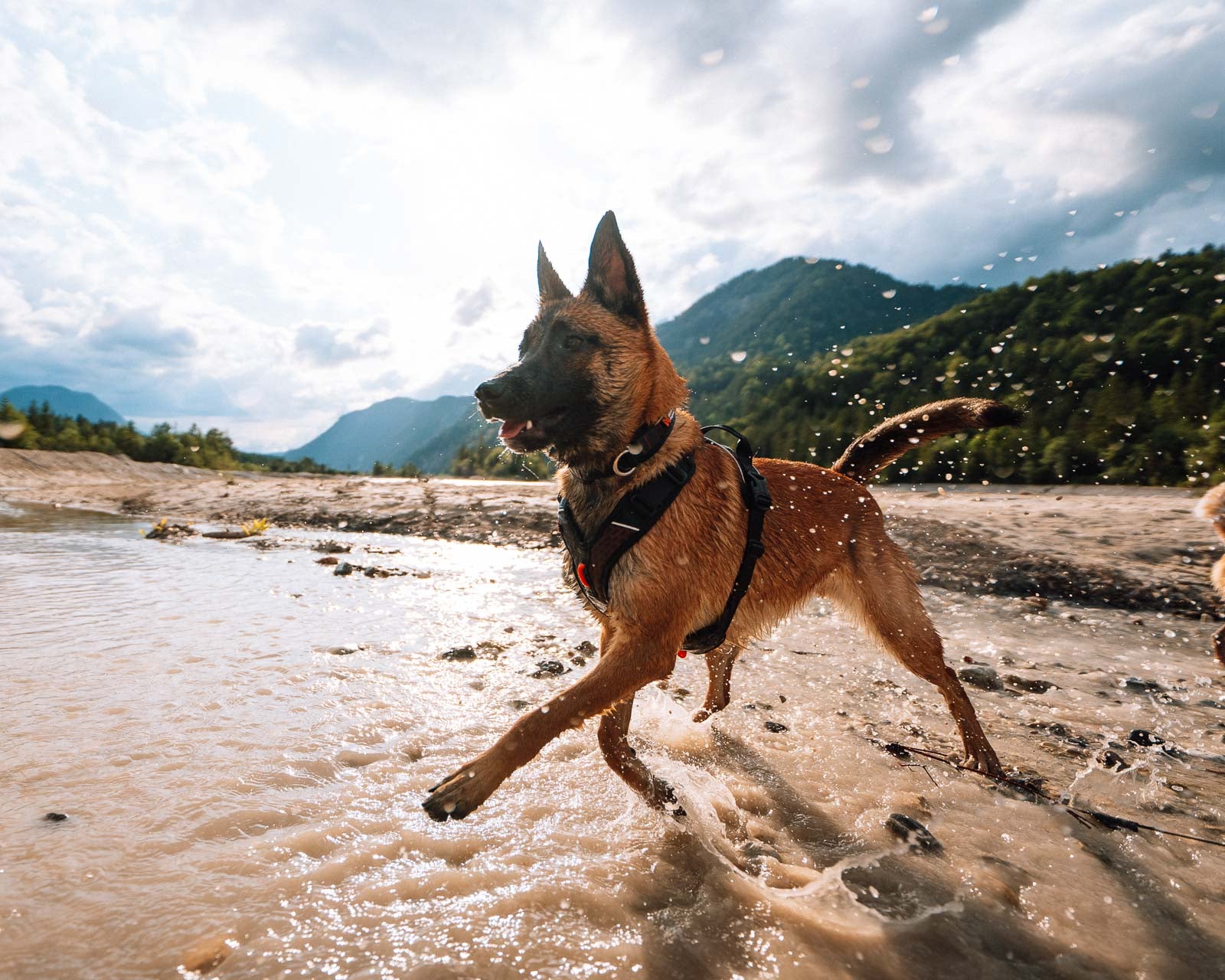 non-stop-dogwear-rock-harness-hundegeschirr-mit-hexivent-und-3-anseilpunkten image 2