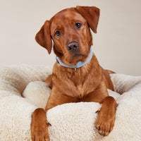 william-walker-leder-hundehalsband-sky-hellblau image 8