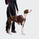 cloud7-aktiv-y-3-hundegeschirr-softshell-aubergine-soft-rose image 4