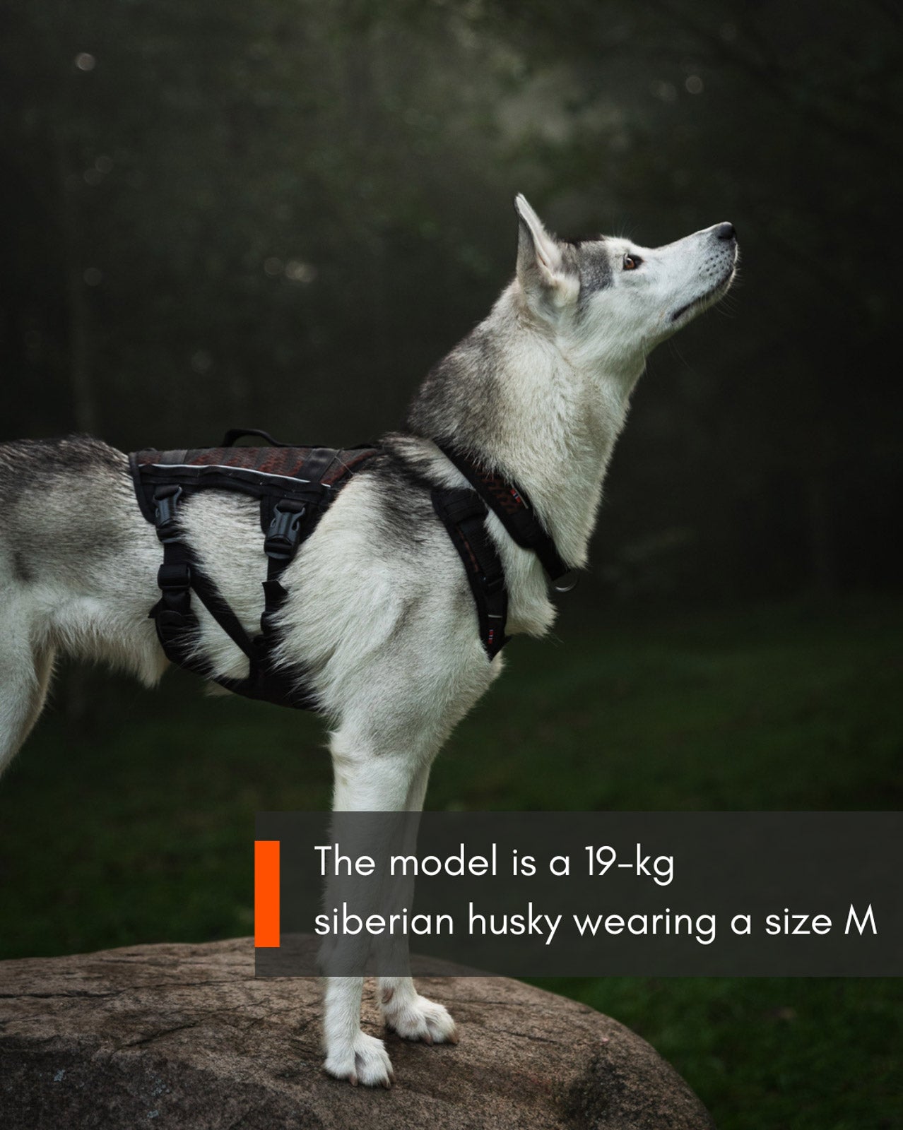 non-stop-dogwear-rock-harness-long-all-in-one-zuggeschirr image 3