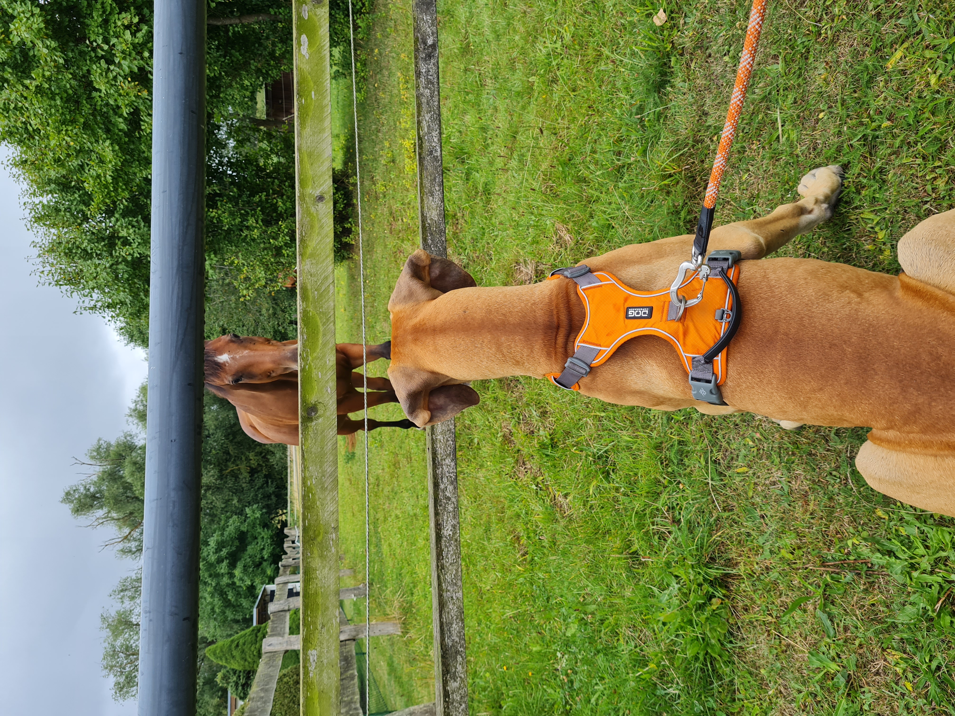 Ideal für die Hundeschule