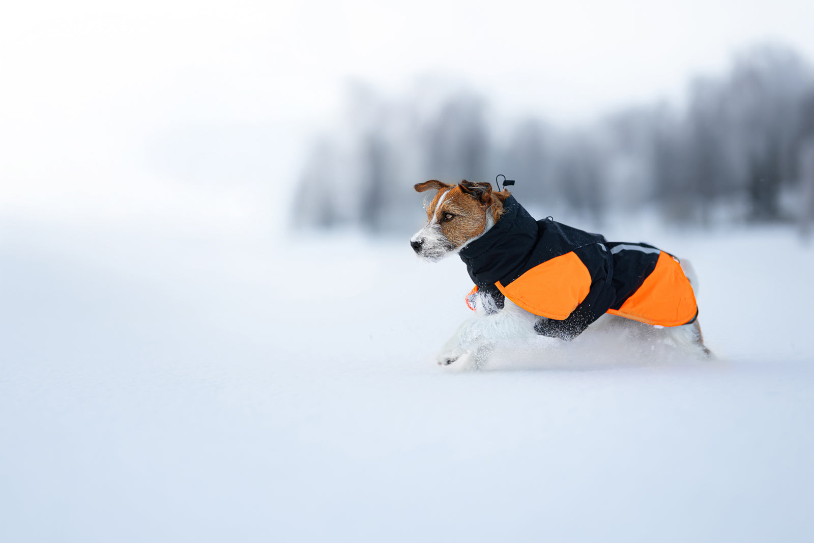 non-stop-dogwear-glacier-jacket-3-0-winterjacke-isoliert image 4