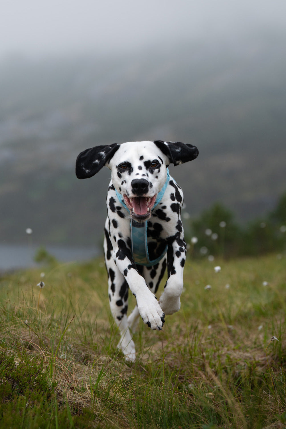 non-stop-dogwear-trekking-line-harness-clip-n-y-geschirr-ohne-ber-kopf-anziehen image 5