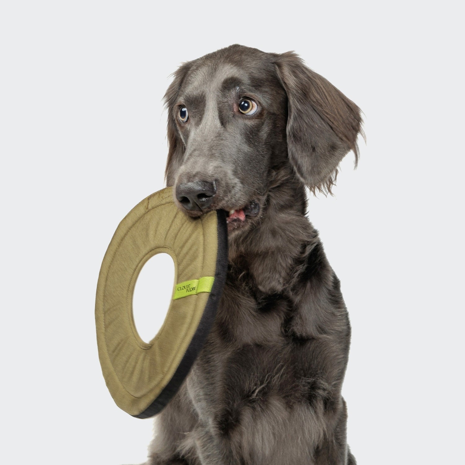 cloud7-hundespielzeug-frisbee-aktiv-khaki image 1