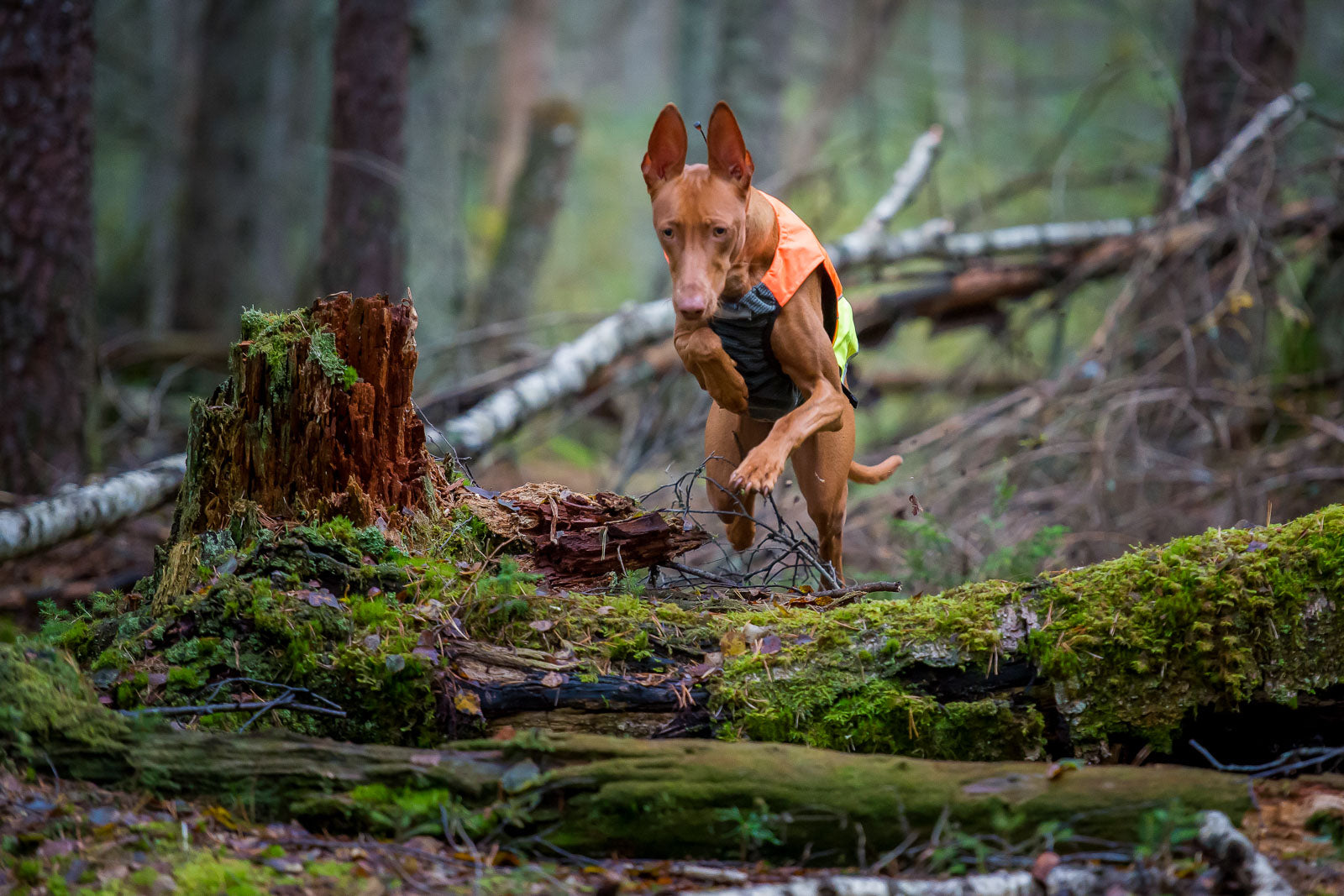 non-stop-dogwear-protector-vest-robuste-jagdweste-mit-ripstop-und-aramidverst-rk image 4