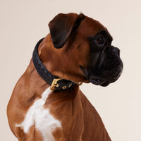 william-walker-leder-hundehalsband-prestige-nero-schwarz-geflochten image 7