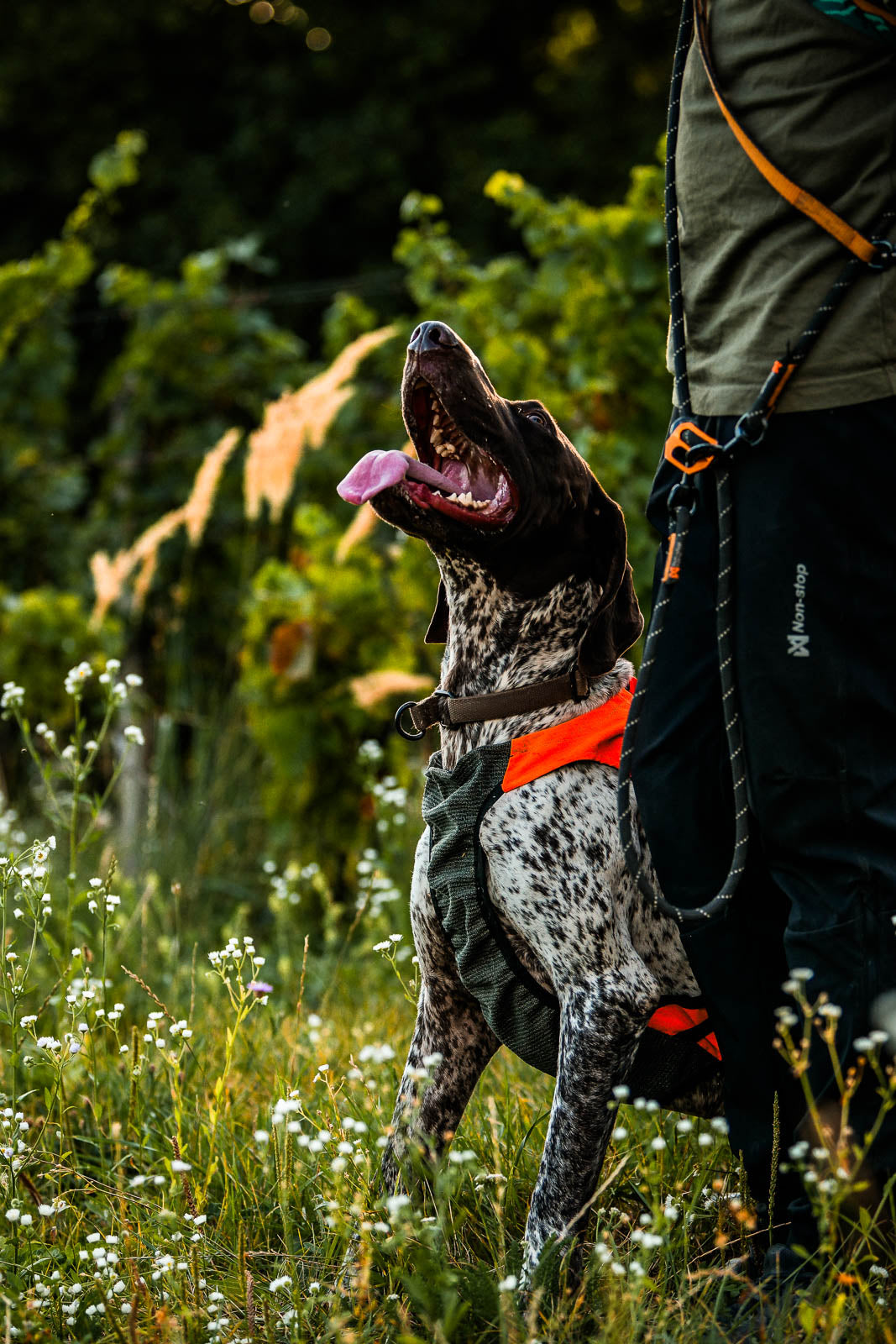 non-stop-dogwear-protector-vest-gps-2-0-schutzhundeweste image 4